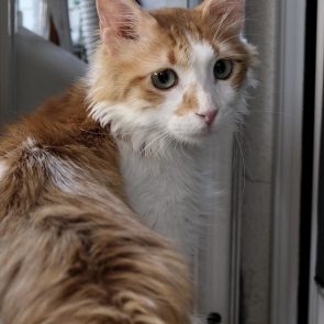 Orange and white cat looking over shoulder